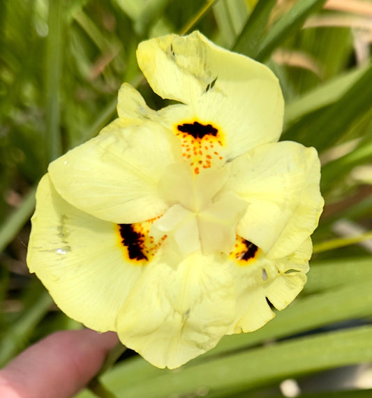 5gal African Iris | Morea bicolor