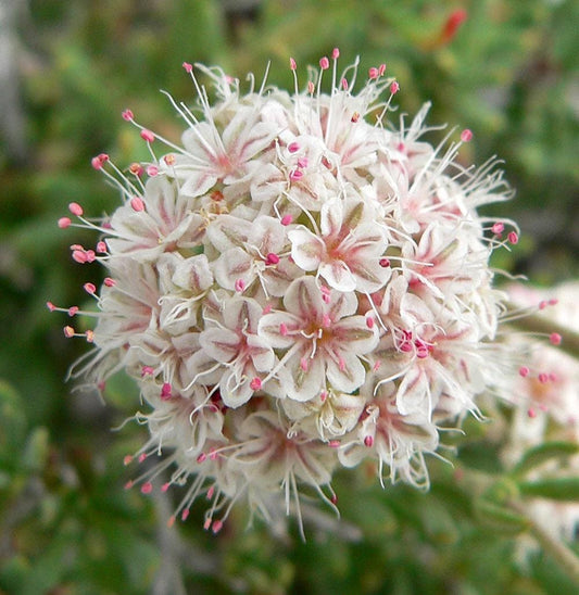 1gal California Buckwheat | Eriogonum fasciculatum