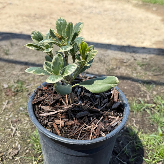 1gal Cream De Mint™ Dwarf Pittosporum | Pittosporum tobira 'Shima'