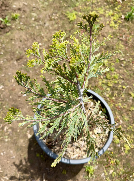 5gal California Incense Cedar | Calocedrus decurrens