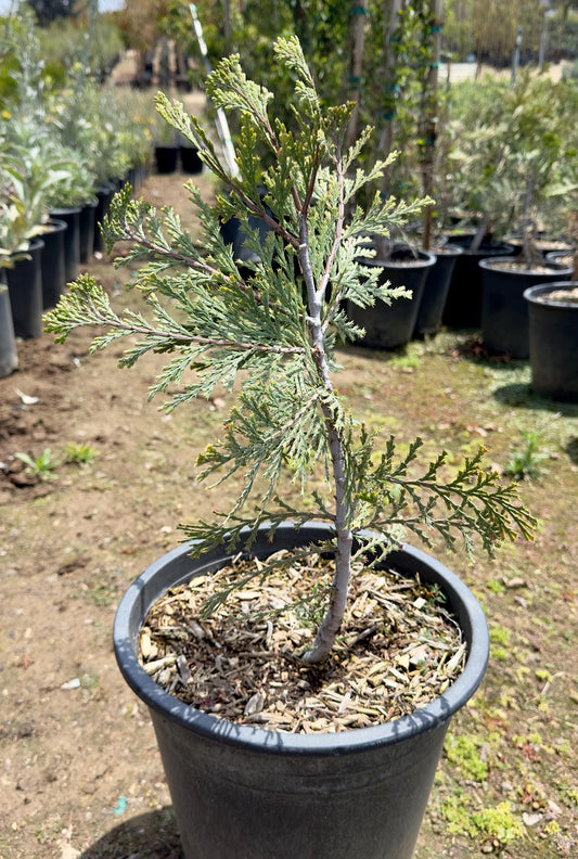 5gal California Incense Cedar | Calocedrus decurrens