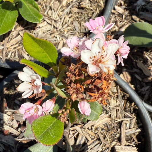 1gal Indian Hawthorn | Rhaphiolepis indica