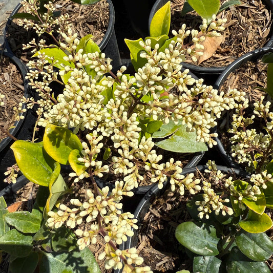 1gal Wax Leaf Privet | Ligustrum japonicum