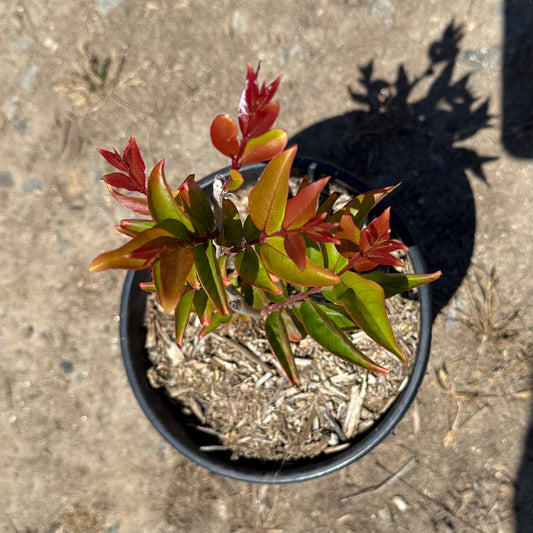 1gal Red Tip Photinia | Photinia x fraseri
