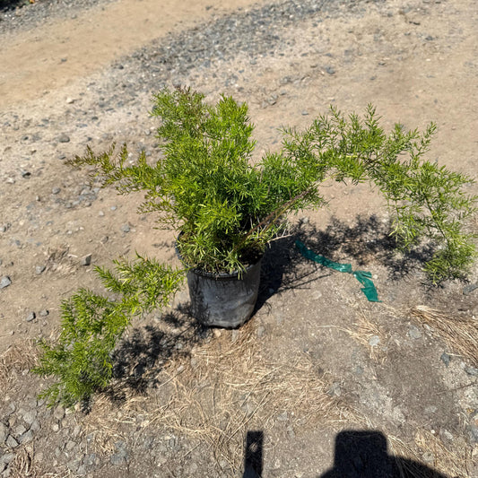 1gal Asparagus Fern | Asparagus setaceus