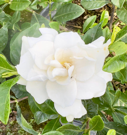 5gal Cape Jasmin | Gardenia jasminoides