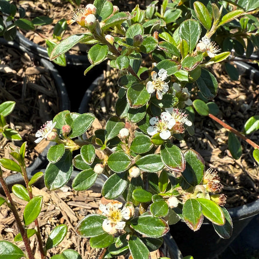 1gal Cotoneaster