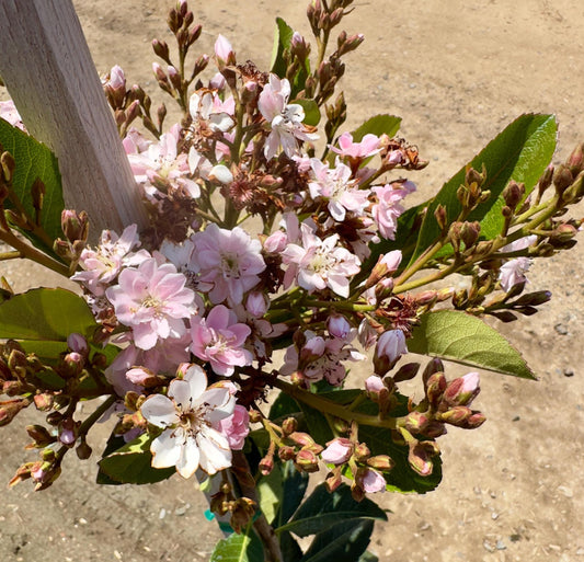 5gal Pink Crepe Myrtle | Lagerstroemia indica