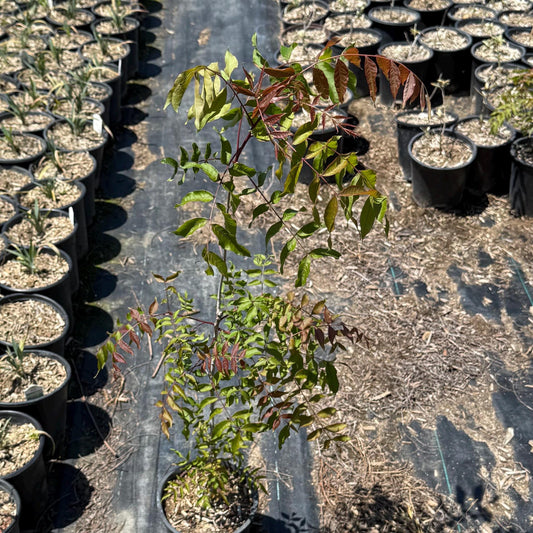 1gal Chinese Pistache | Pistacia chinensis