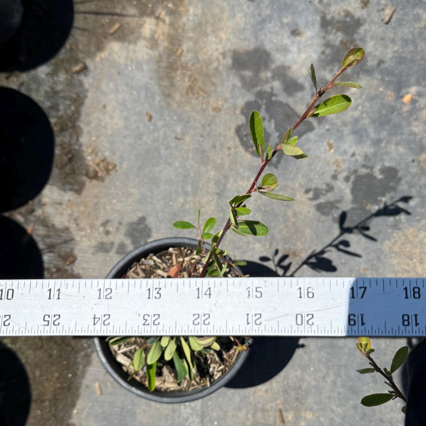 1gal Firethorn | Pyracantha
