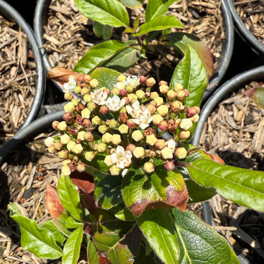 1gal Laurustinus | Viburnum tinus