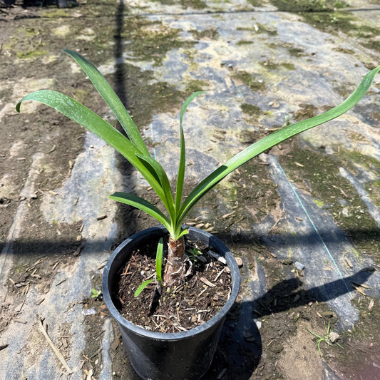 1gal Lily of the Nile | Purple Agapanthus Lily
