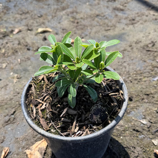 1gal Dwarf Pittosporum | Pittosporum tobira 'Wheeler's Dwarf'