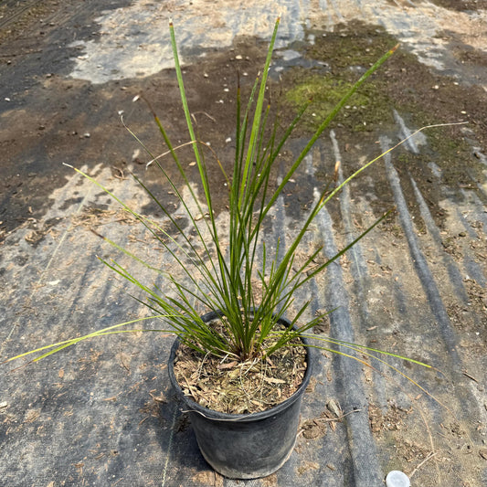 1gal Lomandra 'Breeze' | Dwarf Mat Rush | Lomandra longifolia 'LM300'