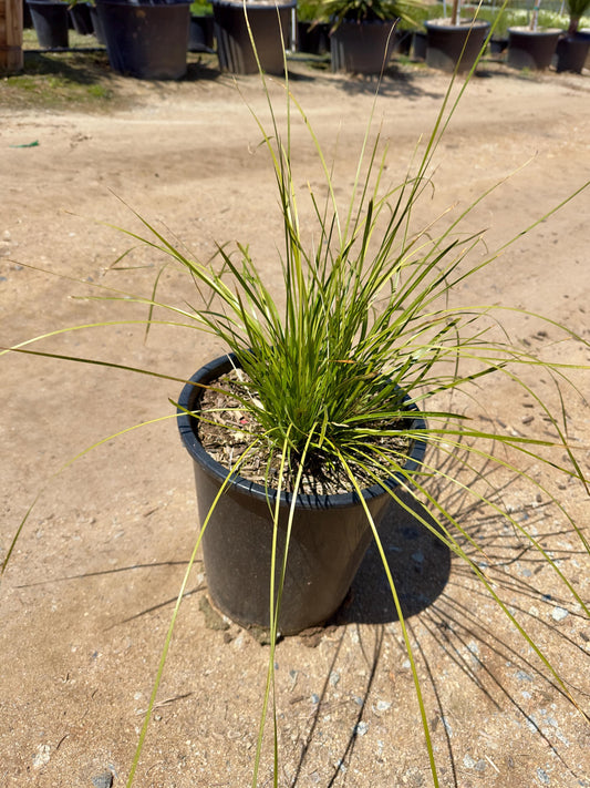 5gal Fountain Grass | Pennisetum alopecuroides