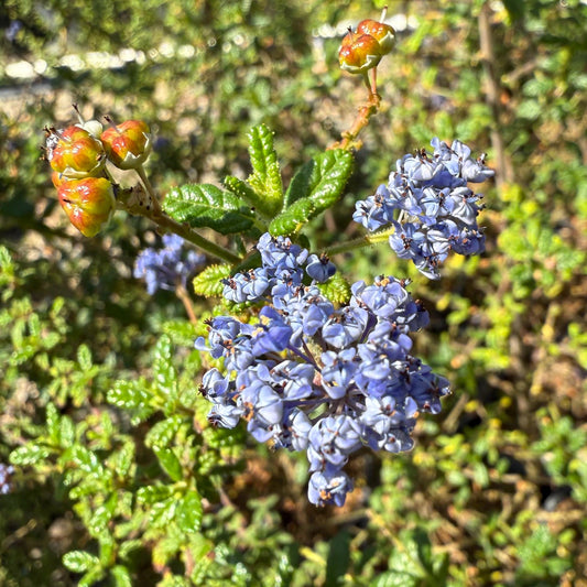 1gal Wavyleaf ceanothus | Ceanothus foliosus