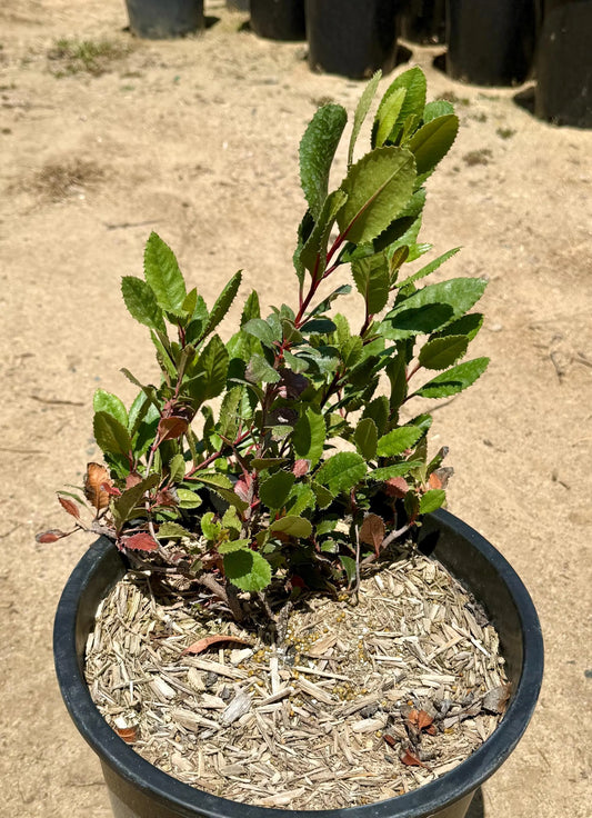 5gal Toyon Christmas Berry | Heteromeles arbutifolia