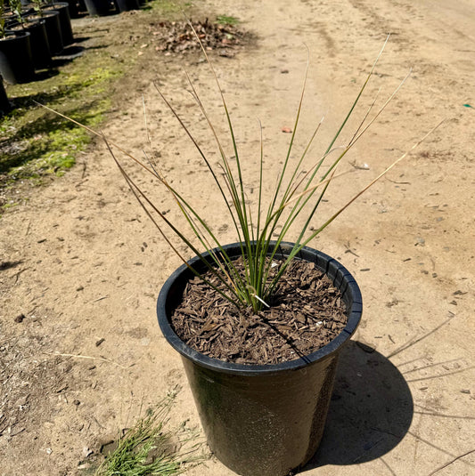 5gal Mexican Grass Tree | Dasylirion longissimum