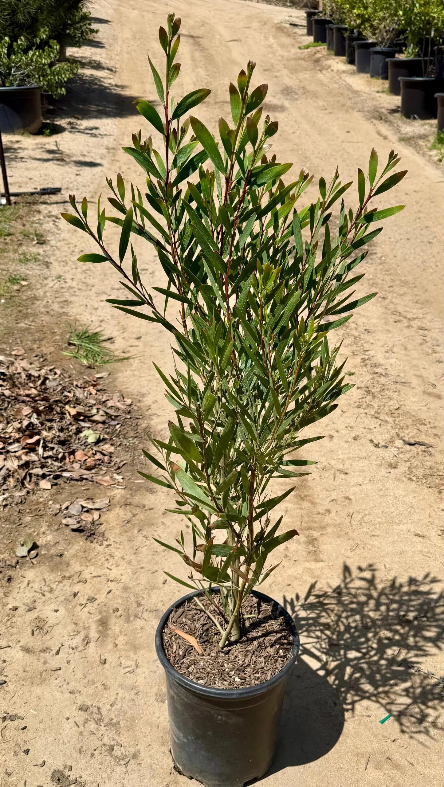 5gal Acacia Longifolia | Golden Wattle