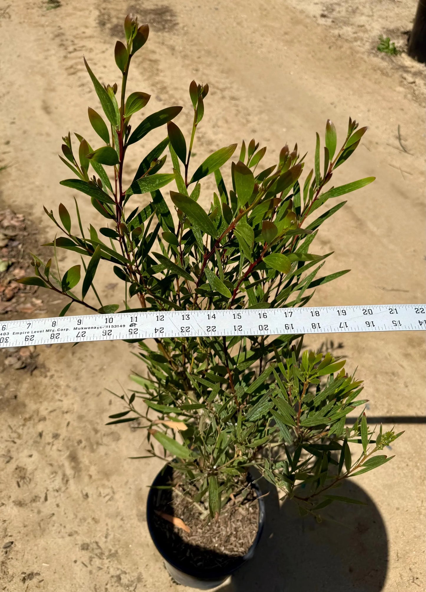 5gal Acacia Longifolia | Golden Wattle