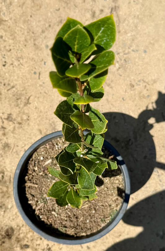 5gal Bay Laurel | Laurus nobilis