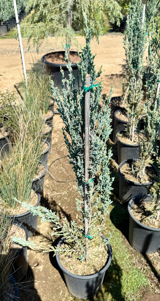 5gal Blue Point Juniper | Juniperus chinensis 'Blue Point'