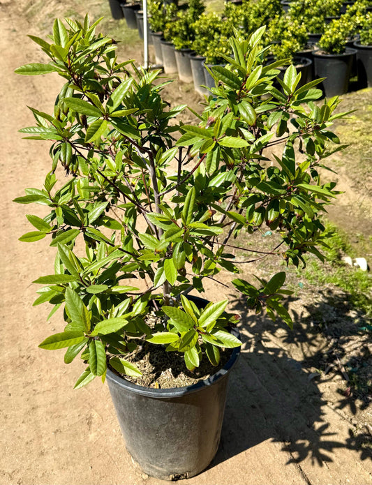 5gal Coffeeberry | Frangula californica