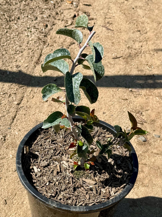 5gal Sugar Bush | Rhus ovata