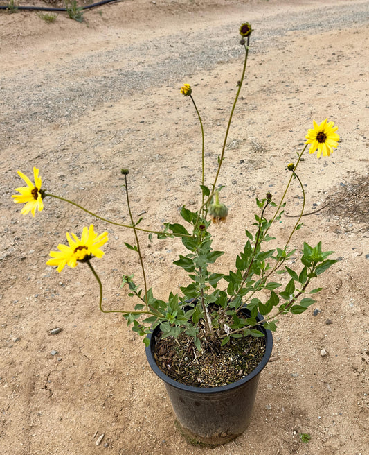5gal California Brittlebush | Encelia californica