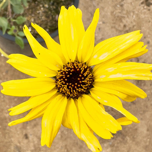 5gal California Brittlebush | Encelia californica