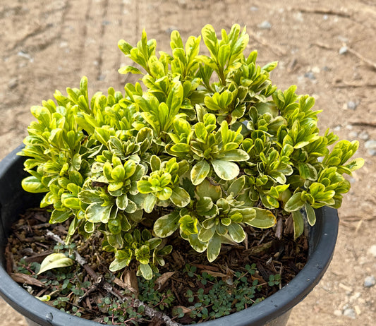 5gal Cream De Mint™ Dwarf Pittosporum | Pittosporum tobira 'Shima'
