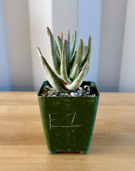 Aloe ramosissima E1