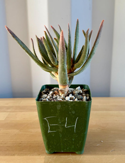 Aloe ramosissima E4