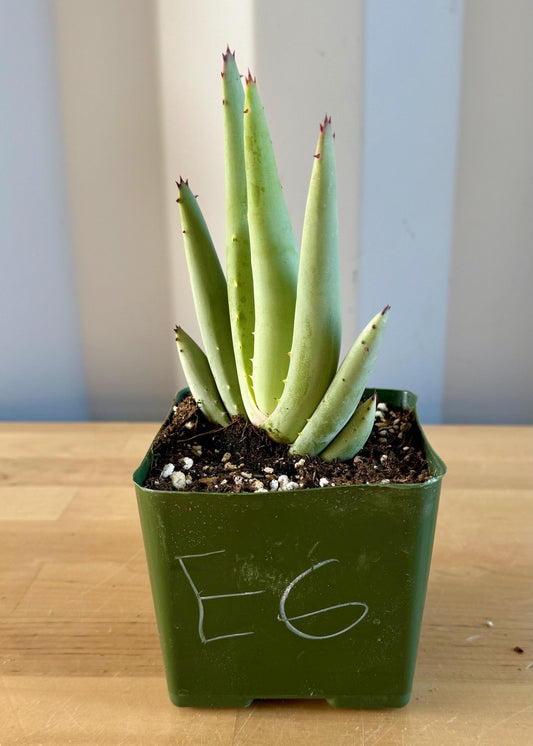 Aloe claviflora E6