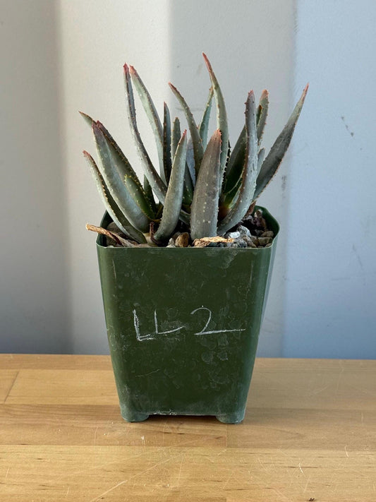 Aloe ramosissima | 'Maiden's Quiver Tree' LL2