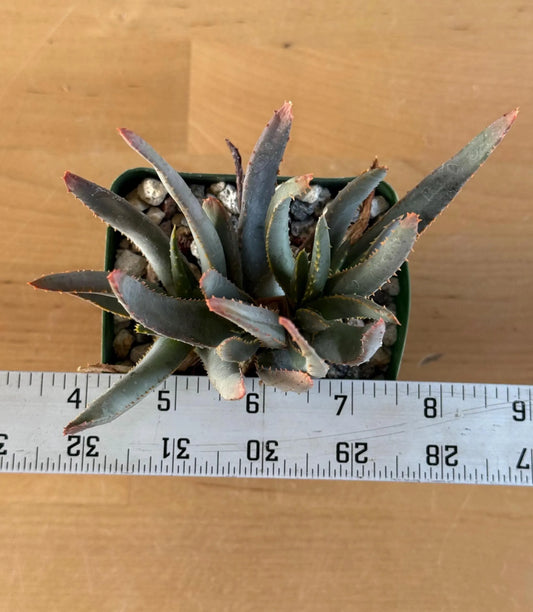 Aloe ramosissima | 'Maiden's Quiver Tree' LL2