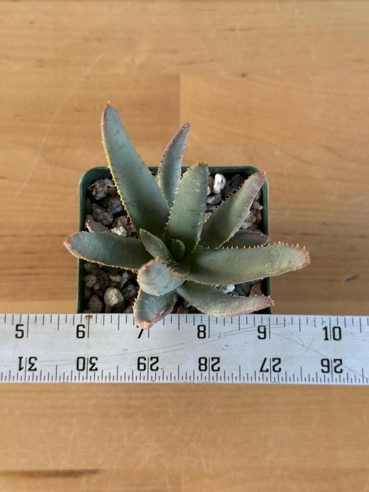 Aloe ramosissima | 'Maiden's Quiver Tree' LL3
