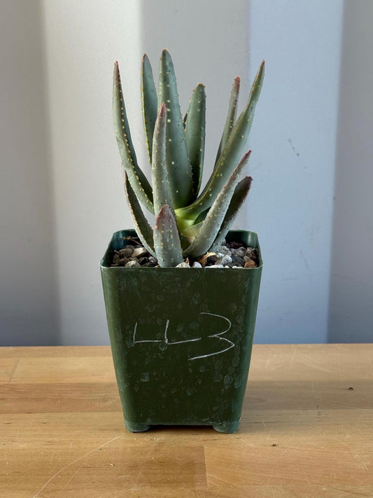 Aloe ramosissima | 'Maiden's Quiver Tree' LL3