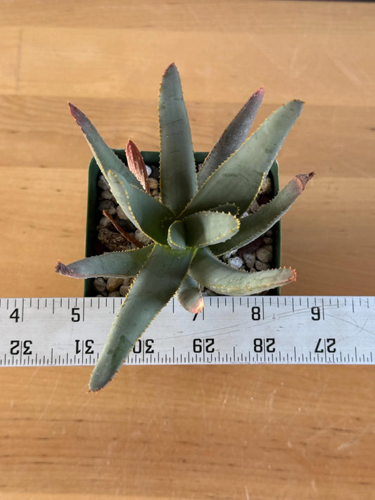 Aloe ramosissima | 'Maiden's Quiver Tree' LL4
