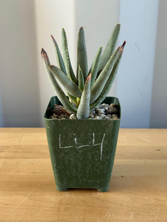 Aloe ramosissima | 'Maiden's Quiver Tree' LL4