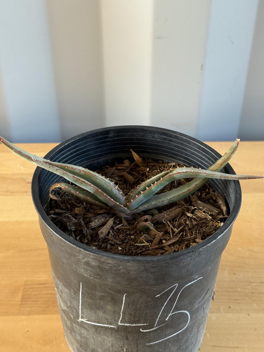 Mustache Aloe LL15 | Aloe suprafoliata