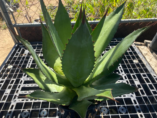 Agave atrovirens - Maguey Verde Grande SH2