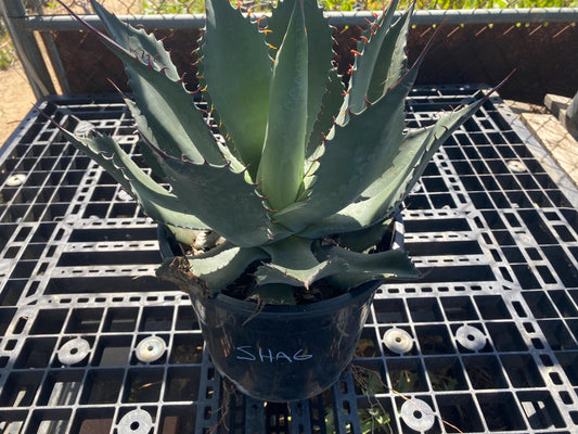 Agave shawii SH6