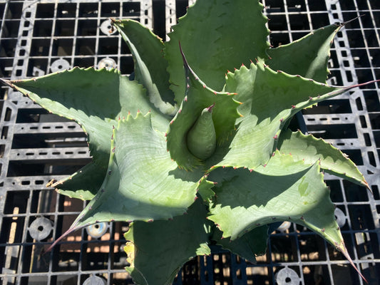 Agave 'Mr. Ripple' - SH7