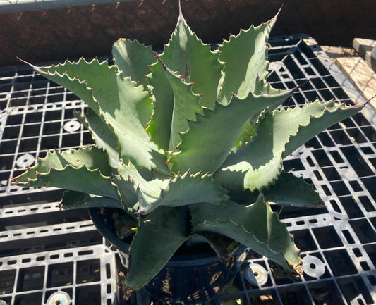 Agave 'Mr. Ripple' - SH8