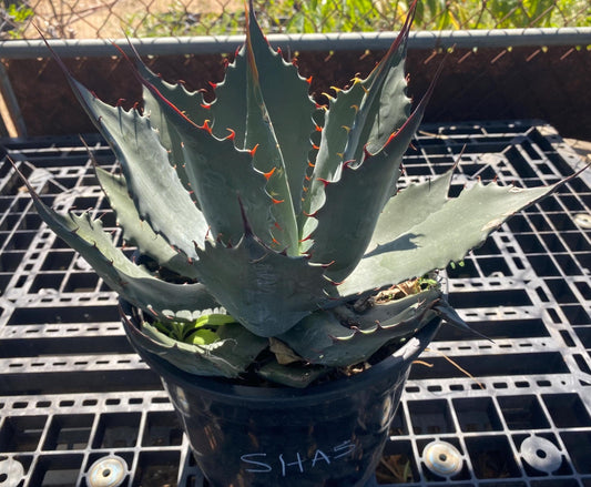 Agave shawii SH5