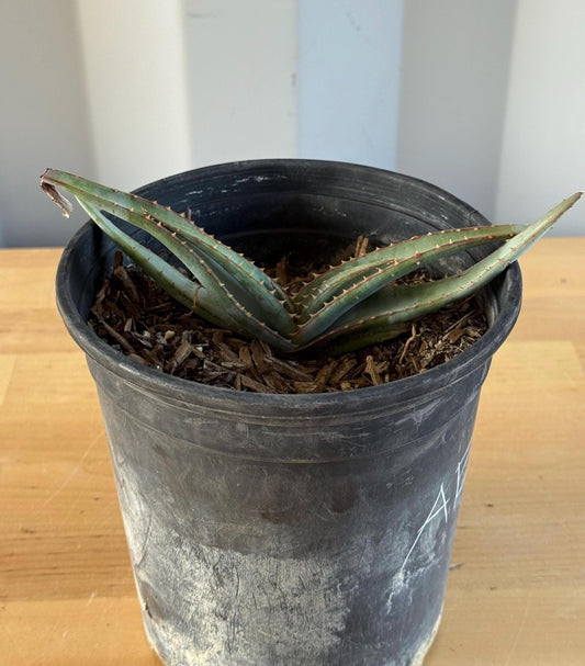 Mustache Aloe AE37 | Aloe suprafoliata