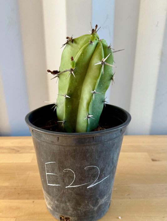 Myrtillocactus geometrizans E22