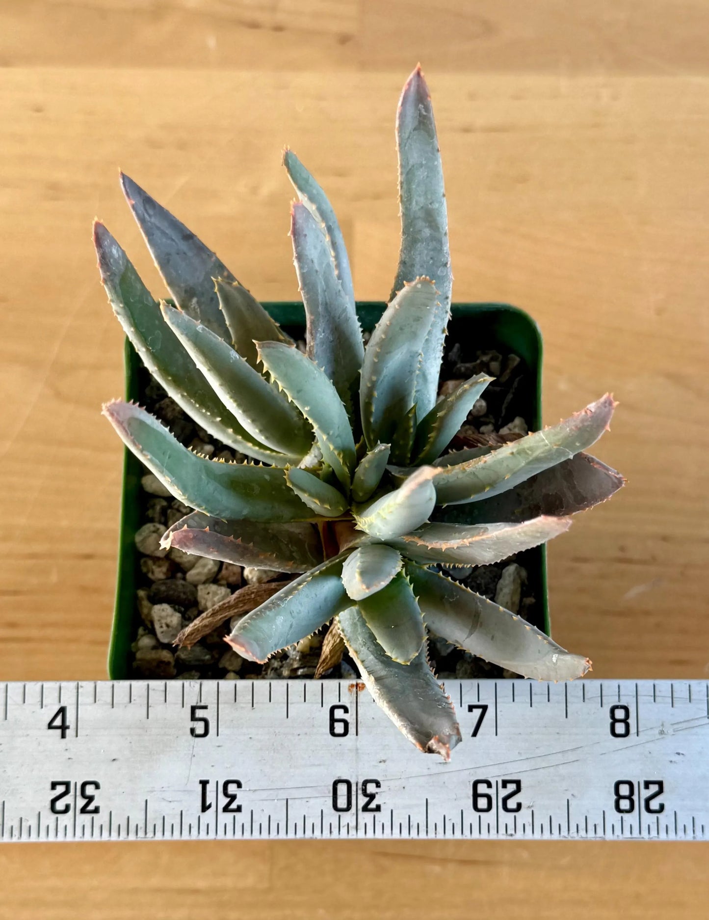 Aloe ramosissima | 'Maiden's Quiver Tree' A2