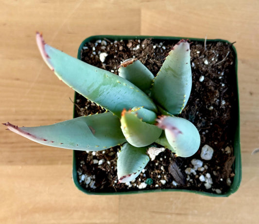 Aloe claviflora A6
